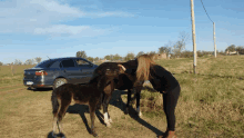 a woman petting a horse in a field with a car parked behind her