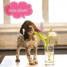 a puppy licking a flower next to a vase with the words boldog nonnapot written above it