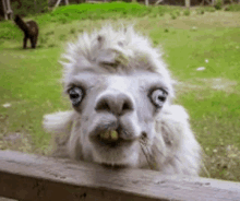 a white llama with blue eyes looks over a fence