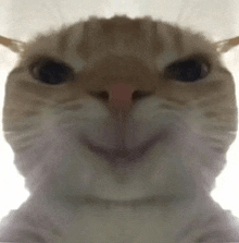 a close up of a cat 's face with a smile on it