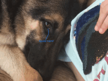 a german shepherd with a blue tear coming out of its eye says ayuda mami