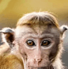 a close up of a monkey 's face looking at the camera with a yellow background .