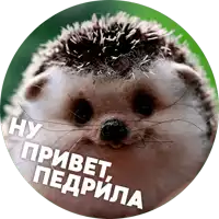 a picture of a hedgehog in a circle with the words " ну привет " on it