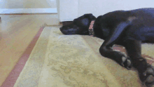 a black dog with a red collar is laying on the floor