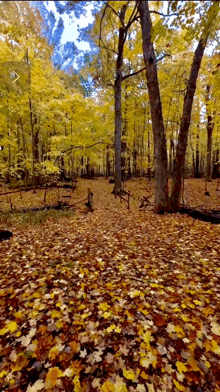 a forest with a lot of leaves on the ground in autumn