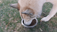 a dog is eating food from a metal bowl in the grass