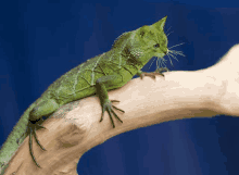 a lizard with a cat 's head is sitting on a branch