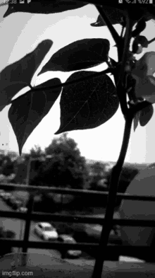 a black and white photo of a plant with imgflip.com written below it