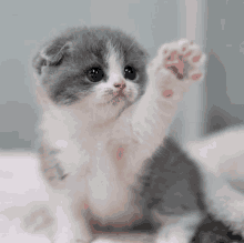 a gray and white kitten waving its paw at the camera