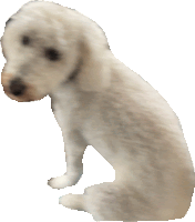 a white puppy is sitting on its hind legs and looking down