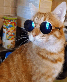 a cat wearing sunglasses is sitting in front of a jar of candy .