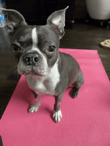 a black and white dog sitting on a pink yoga mat