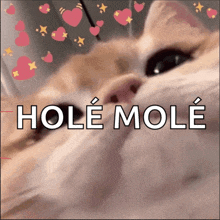 a close up of a cat 's face with the words hole mole written above it