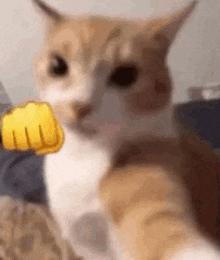 a cat is taking a selfie with a yellow fist emoji on its face .