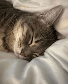 a close up of a cat sleeping on a white blanket