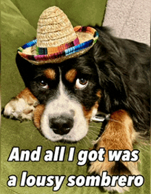 a dog wearing a sombrero is laying on a green couch