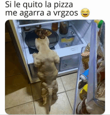 a dog is standing in front of a fridge with a pizza on top of it