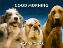 a picture of three dogs with the words good morning happy days