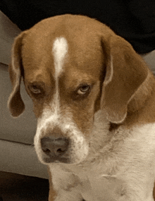 a brown and white dog with a white stripe on its forehead