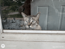 a cat looking out a window with a moto g power logo