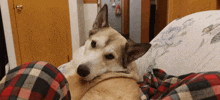 a dog laying on a person 's lap with a plaid blanket