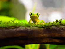 a green frog sitting on a mossy branch