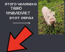 a picture of a pig with an arrow pointing to the left