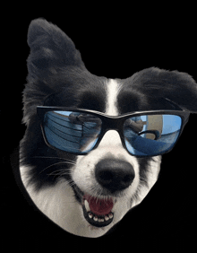 a close up of a dog wearing sunglasses with a black background