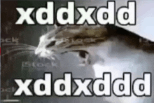 a cat with the words xddxdd xddxdd xddxdd on it