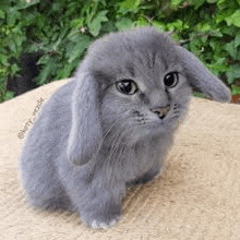 a gray cat with bunny ears is sitting on a blanket on a table .