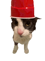 a cat is wearing a red cup on its head