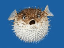 a brown and white pufferfish with a surprised look on its face