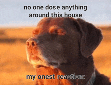 a dog with its eyes closed and a caption that says `` no one dose anything around this house my onest reaction ''