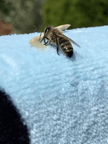 a close up of a bee eating a piece of food