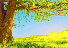 a tree in a field with a blue sky