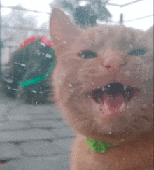 a cat with a green collar is looking out a window