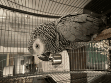 a gray parrot is sitting in a cage and looking up