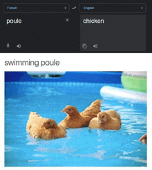 a group of chickens are swimming in a pool next to a google translator