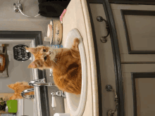 a cat is sitting in a bathroom sink next to a sign that says " a little witch floats "