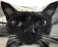 a close up of a black and white cat 's face