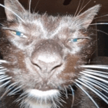 a close up of a cat 's face with white whiskers and blue eyes