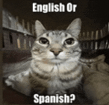 a cat is looking at the camera with the words `` english or spanish ? ''