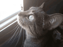 a close up of a cat 's face looking out of a window