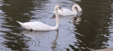 two white swans are swimming in the water and one has a red beak