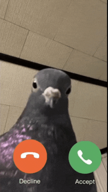 a pigeon talking on a phone with decline and accept options