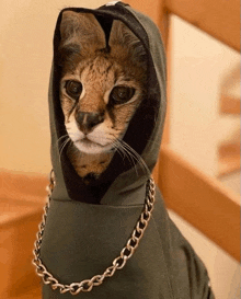 a cat wearing a hoodie and chain around its neck .