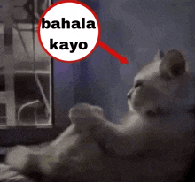 a cat looking out a window with a red circle that says ' bahay kayo ' on it