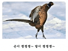 a pheasant with a long tail is standing in the snow with chinese writing below it