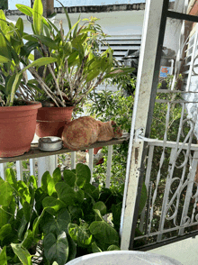 a cat laying on a shelf next to potted plants and a bowl