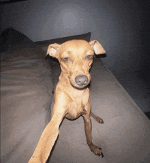 a small brown dog is sitting on a couch looking at the camera